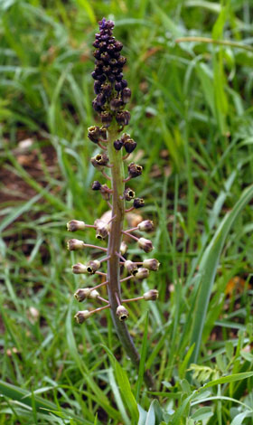 Bellevalia dubia whole