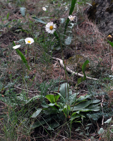 Bellis sylvestris whole