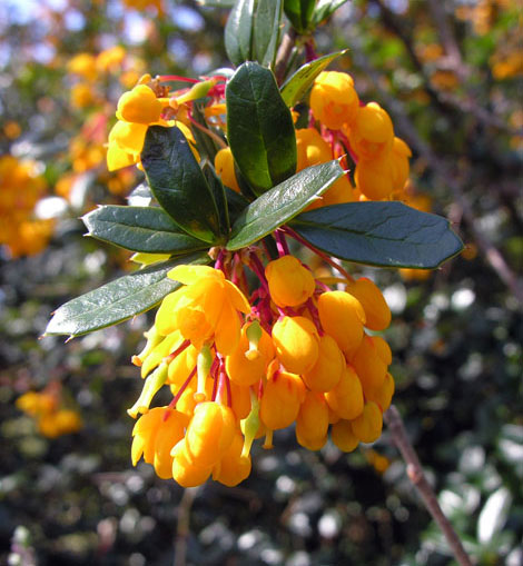 Berberis darwinii