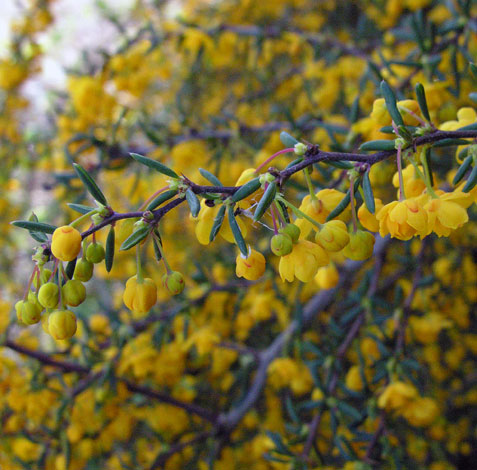Berberis x stenophylla branch