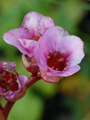 Bergenia crassifolia close
