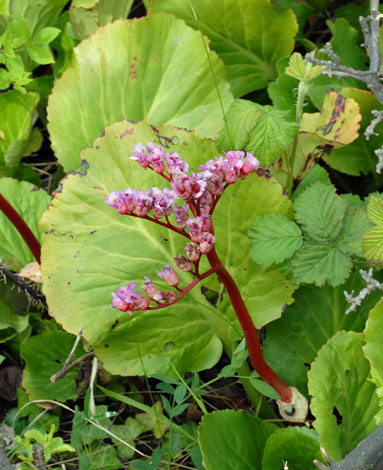 Bergenia crassifolia whole