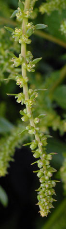 Beta vulgaris ssp maritima branch