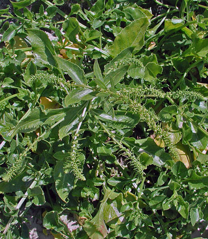 Beta vulgaris ssp maritima whole