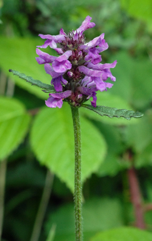 Betonica officinalis close