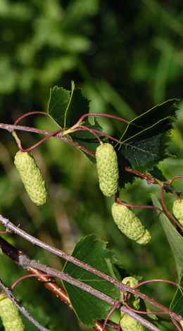 Betula pendula close
