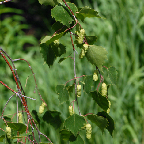 Betula pendula whole