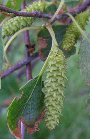 Betula pubescens ssp tortuosa catkin