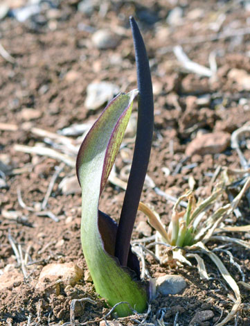 biarum tenuifolium close