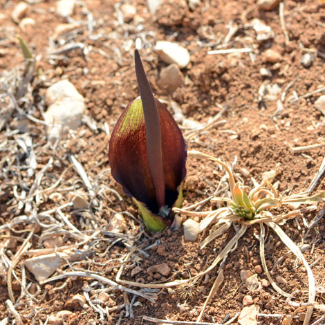 biarum tenuifolium whole