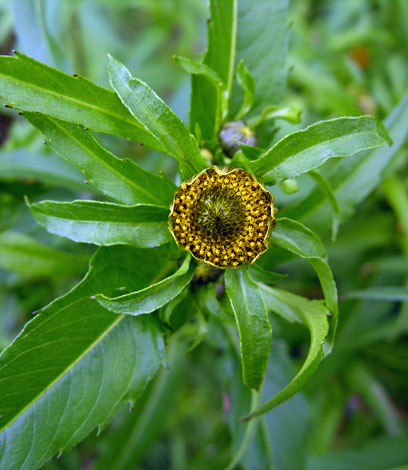 Bidens cernua 2