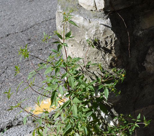 Bidens frondosa whole