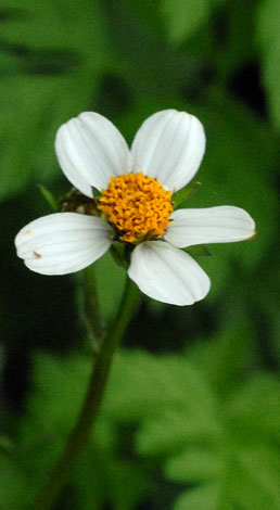 Bidens pilosa close