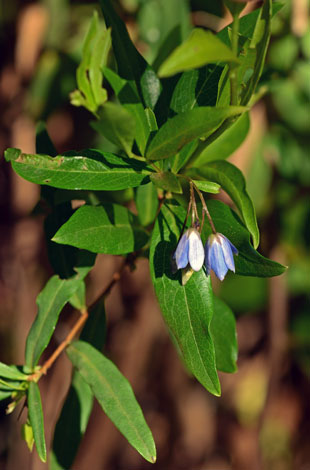 Billardiera heterophylla close