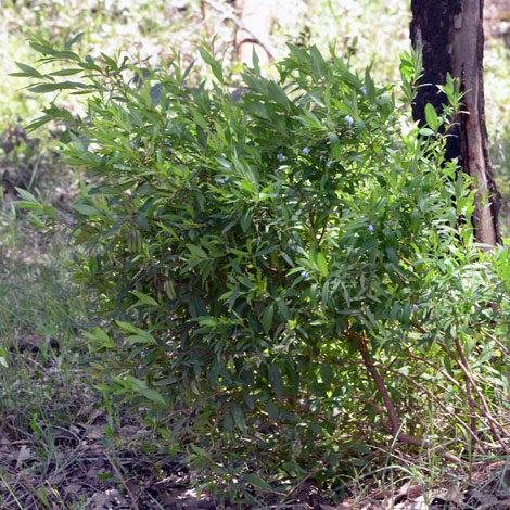 Billardiera heterophylla whole