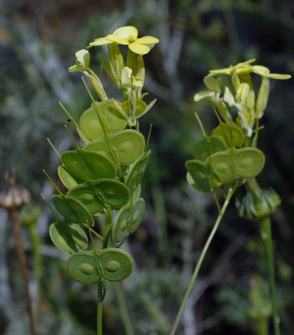 Biscutella auriculata close