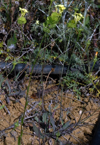 Biscutella auriculata whole