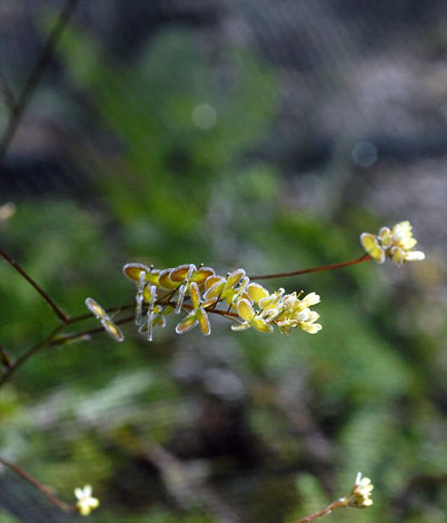 Biscutella didyma fruit