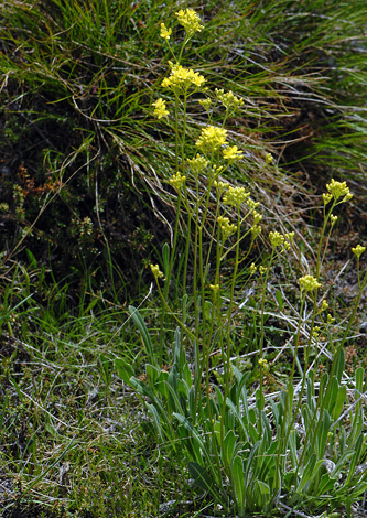 Biscutella laevigata whole