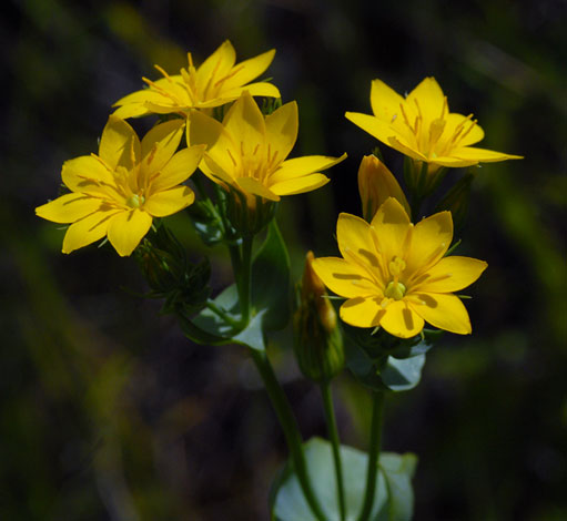 Blackstonia perfoliata close
