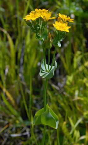 Blackstonia perfoliata whole