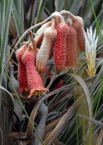 Blancoa canescens close