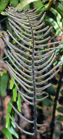 Blechnum nudum frond back