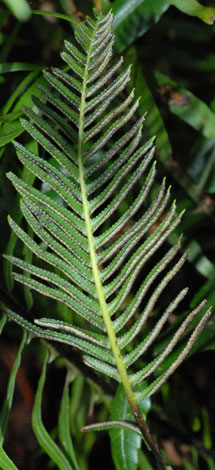 Blechnum nudum frond front