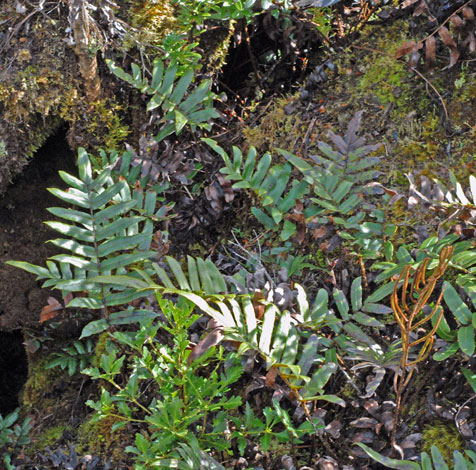 Blechnum wattsii whole