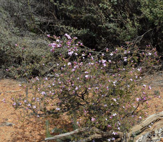 Boronia capitata ssp capitata whole