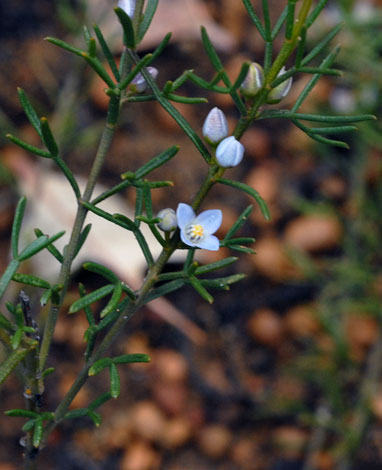 Boronia coerulescens whole