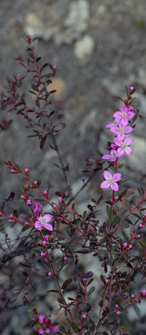 Boronia crenulata branch