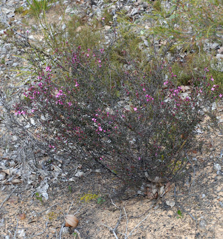 Boronia crenulata whole