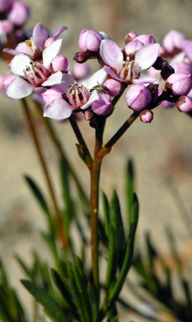 Boronia cymosa close