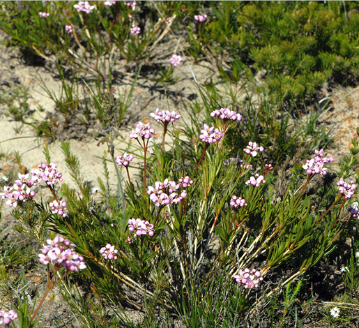 Boronia cymosa whole