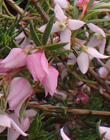 Boronia floribunda close