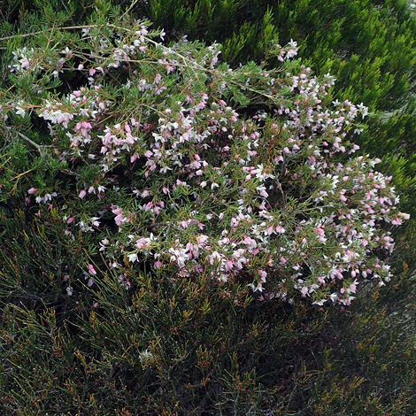 Boronia floribunda whole