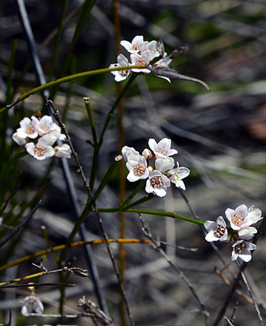 Boronia juncea ssp mnima close
