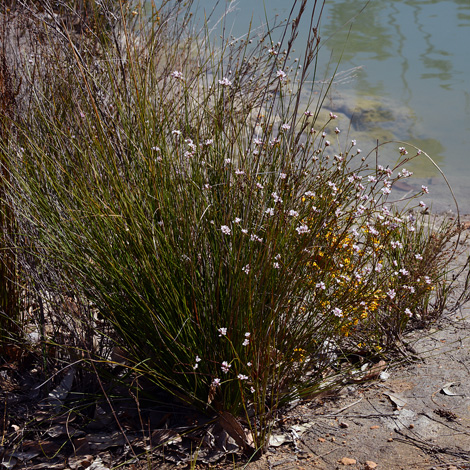 Boronia juncea ssp mnima whole
