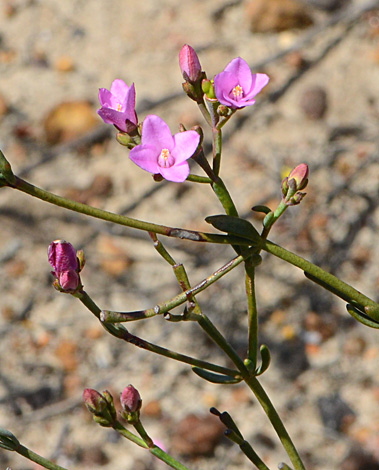 Boronia spathulata close