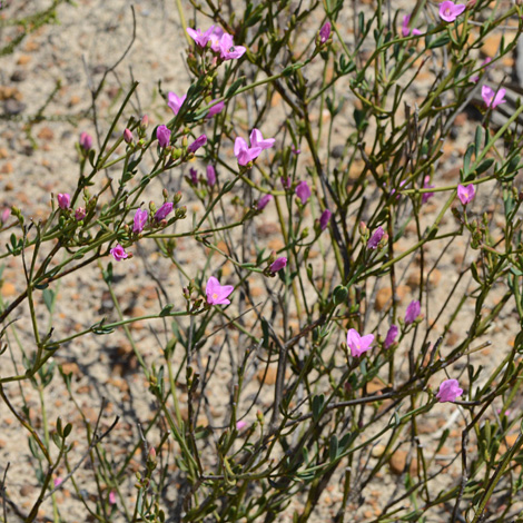 Boronia spathulata whole