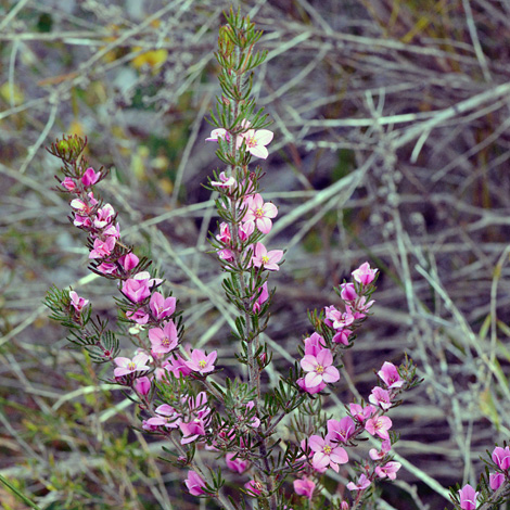 Boronia stricta whole