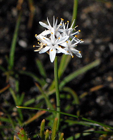 Borya sphaerocephala close