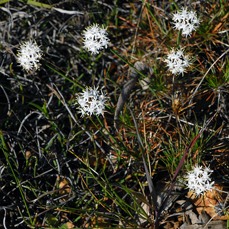 Borya sphaerocephala whole