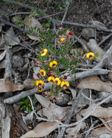 Bossiaea eriocarpa whole