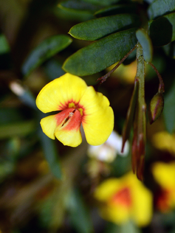 Bossiaea linophylla close