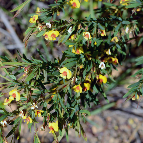 Bossiaea linophylla whole