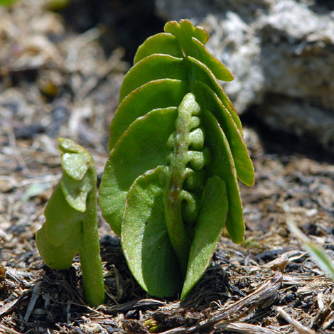 Botrychium lunaria infertile frond