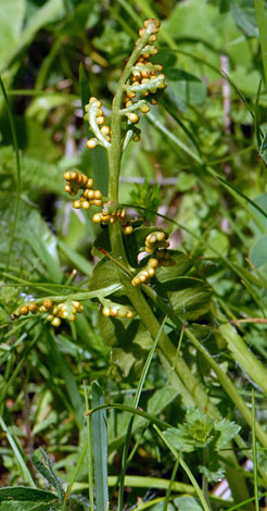 Botrychium lunaria fertile frond