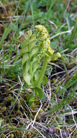 Botrychium lunaria whole